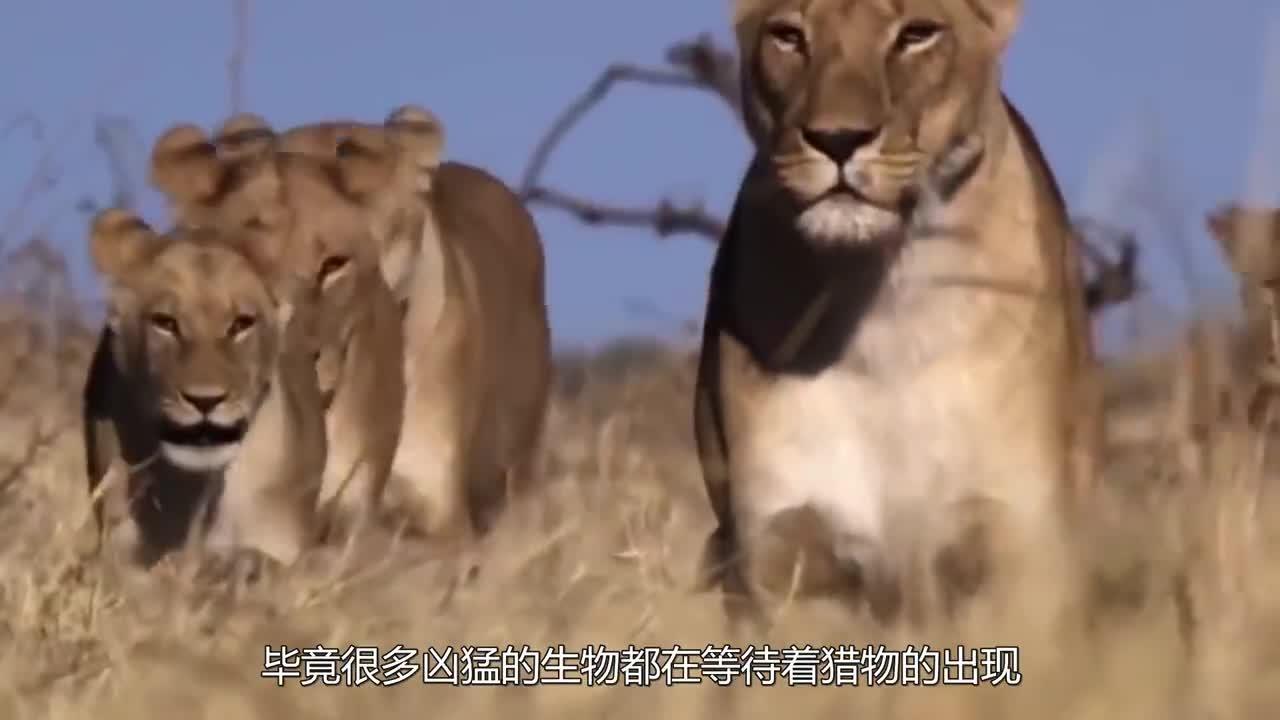 马赛虎晋级困难重重,道路坎坷 马赛虎晋级困难重重,道路坎坷